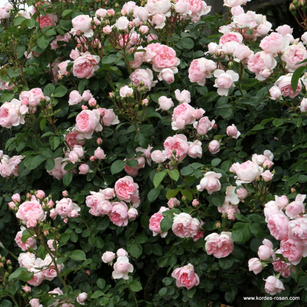 CINDERELLA® CINDERELLA®